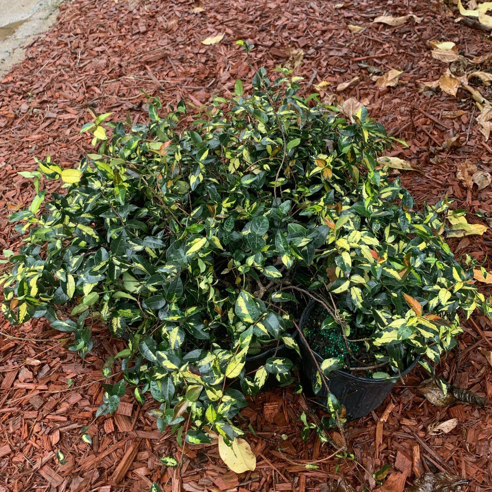 Trachelospermum asiaticum 'Summer Sunset' ~ Summer Sunset Asiatic Jasmine-ServeScape