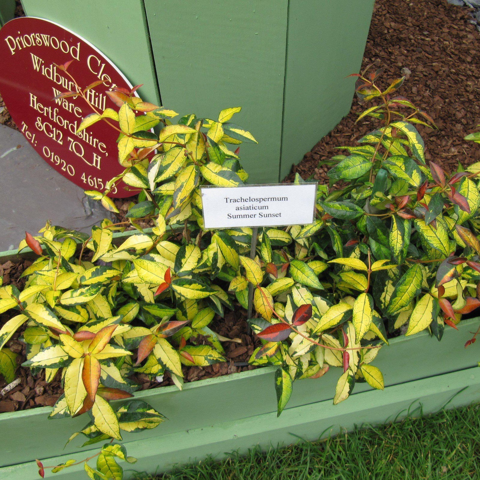 Trachelospermum asiaticum 'Summer Sunset' ~ Summer Sunset Asiatic Jasmine-ServeScape
