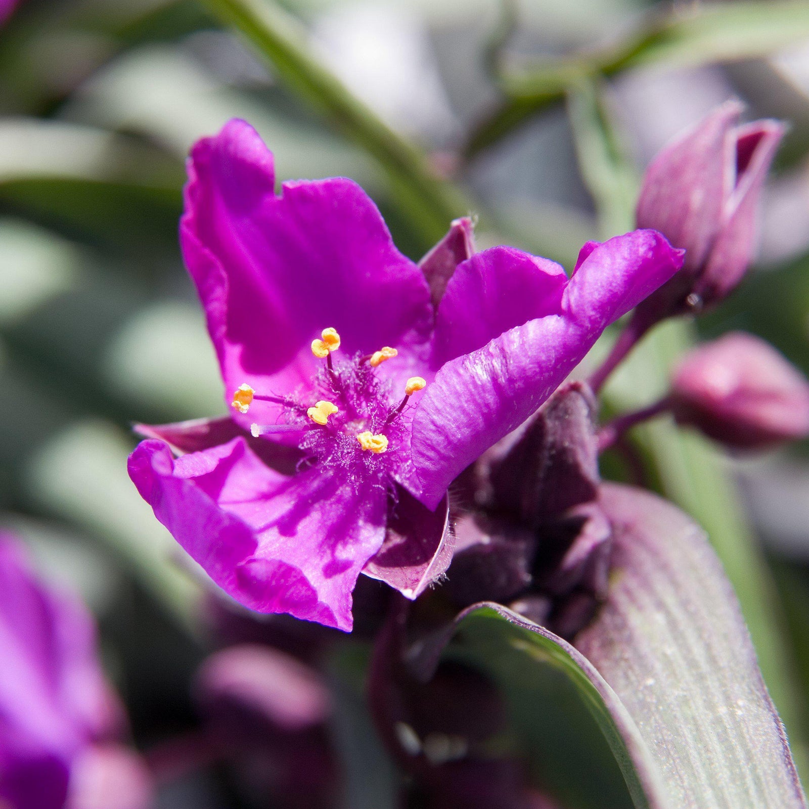 Tradescantia 'Concord Grape' - Delivered By ServeScape