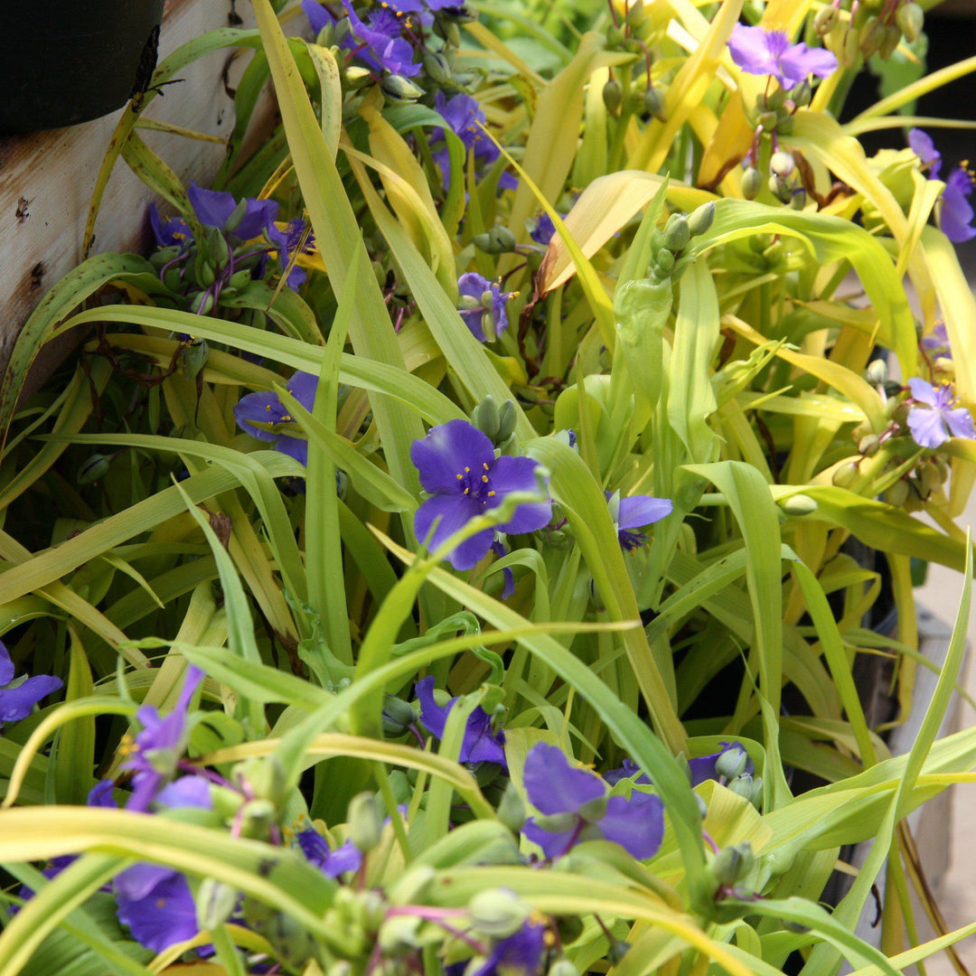 Tradescantia 'Sweet Kate' ~ Sweet Kate Spiderwort-ServeScape