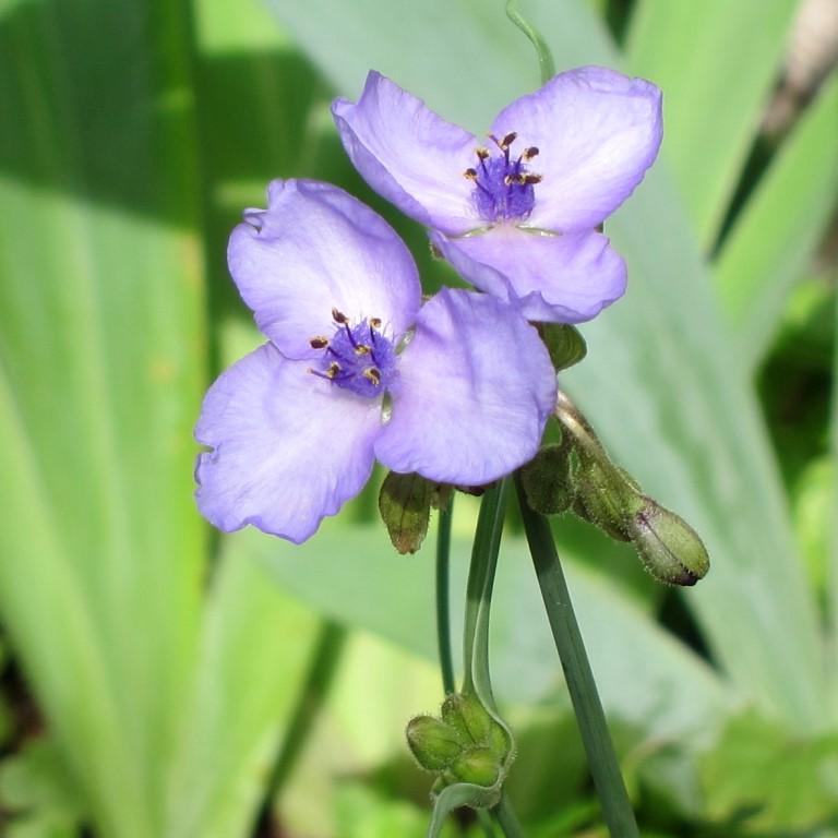 Tradescantia ohiensis 'Mrs Loewer' ~ Mrs Loewer Ohio Spiderwort-ServeScape