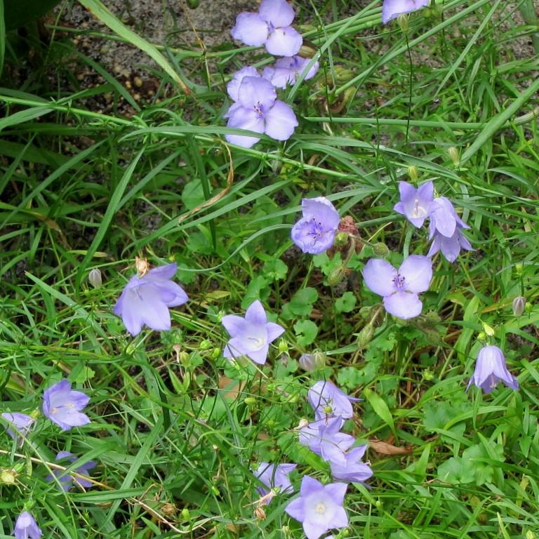 Tradescantia ohiensis 'Mrs Loewer' ~ Mrs Loewer Ohio Spiderwort-ServeScape