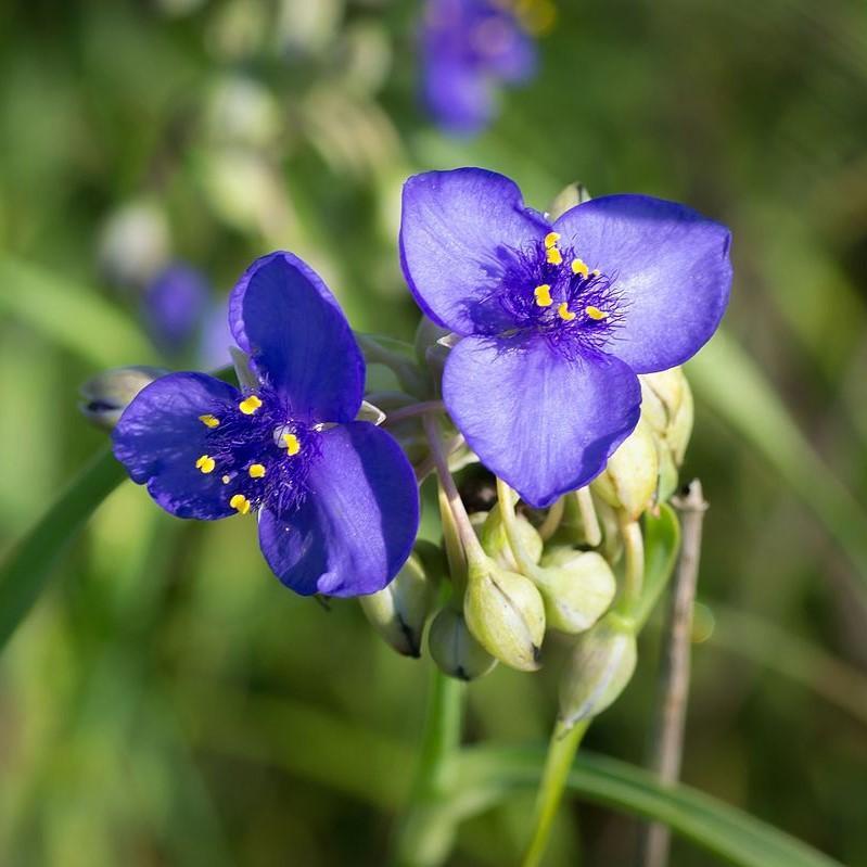 Tradescantia ohioensis ~ Ohio Spiderwort-ServeScape