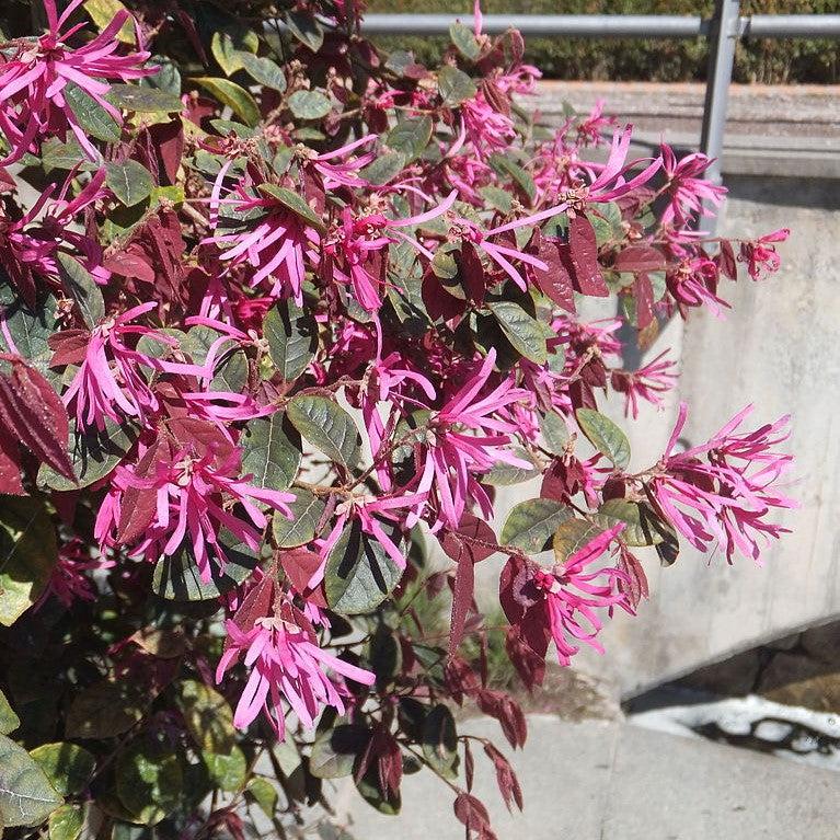 Loropetalum chinense var. rubrum 'Burgundy' ~ Burgundy Chinese Fringe Flower-ServeScape