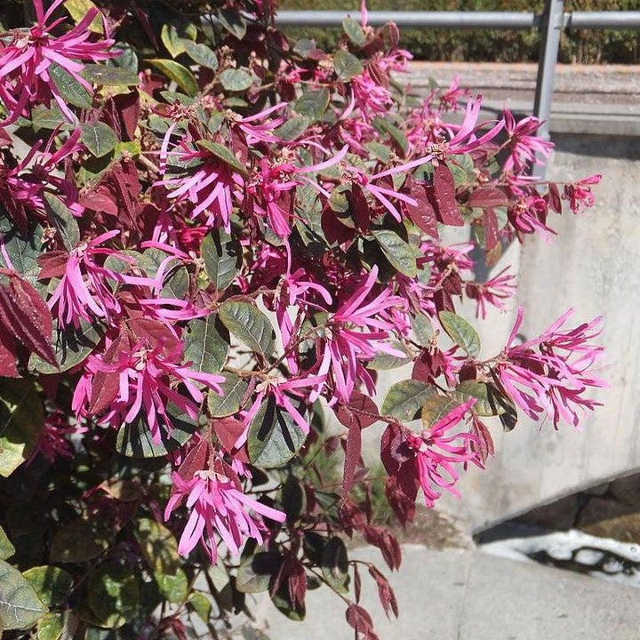 Loropetalum chinense var. rubrum 'Burgundy' ~ Burgundy Chinese Fringe Flower-ServeScape