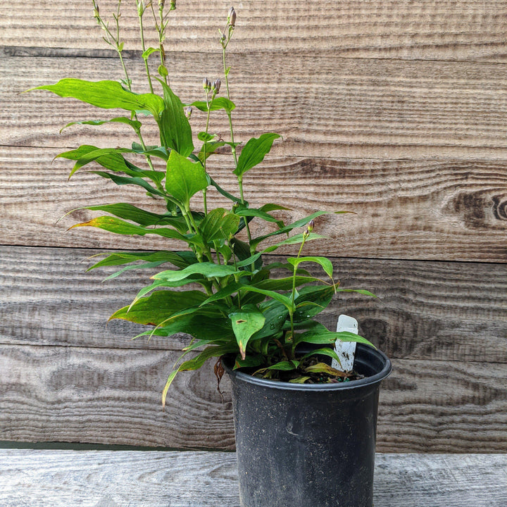 Tricyrtis formosana 'Purple Beauty' ~ Purple Beauty Toad Lily-ServeScape