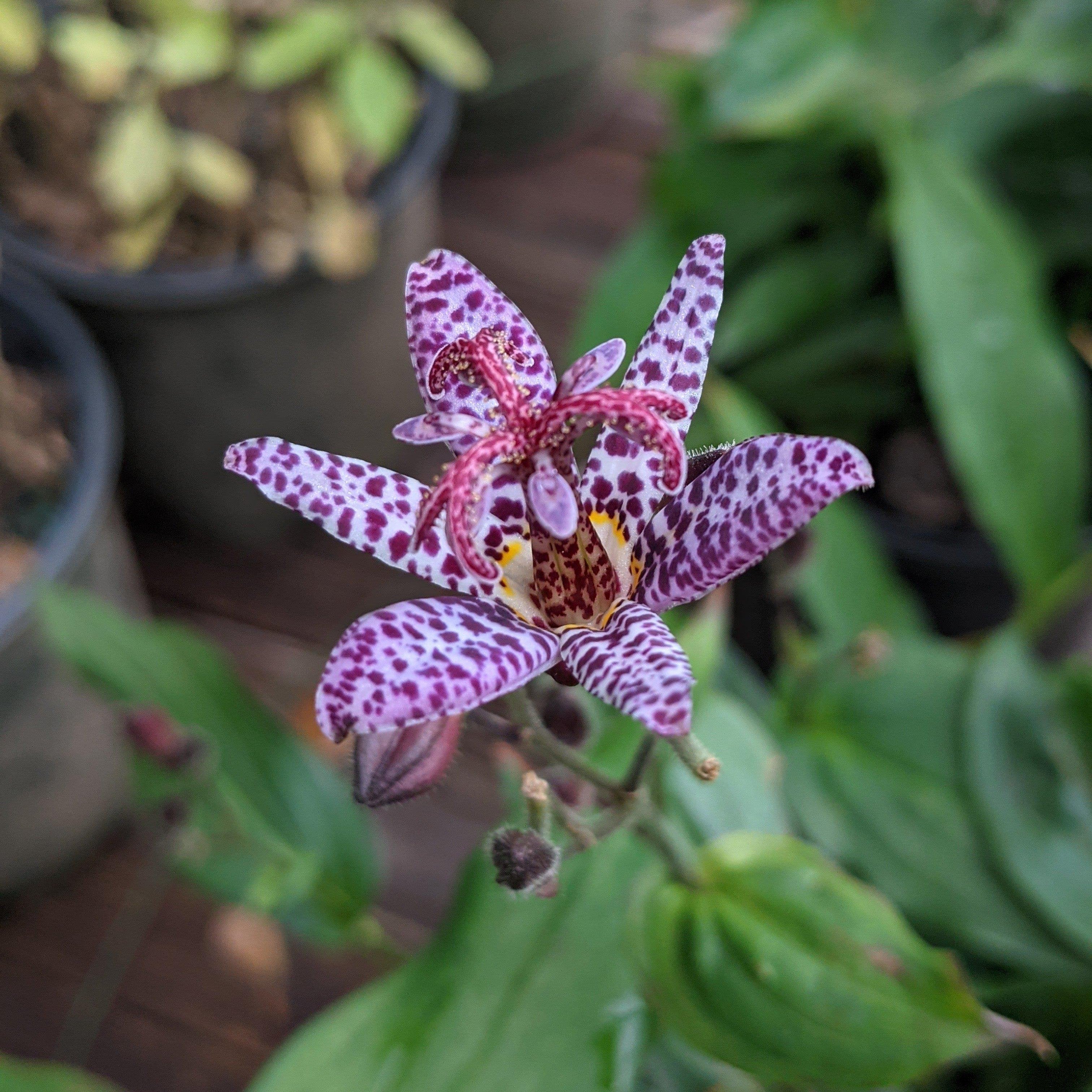lily with small purple flower Purple Beauty Toad Lily