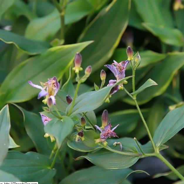 Tricyrtis formosana 'Samurai' ~ Samurai Toad Lily-ServeScape