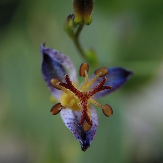 Tricyrtis formosana 'Samurai' ~ Samurai Toad Lily-ServeScape