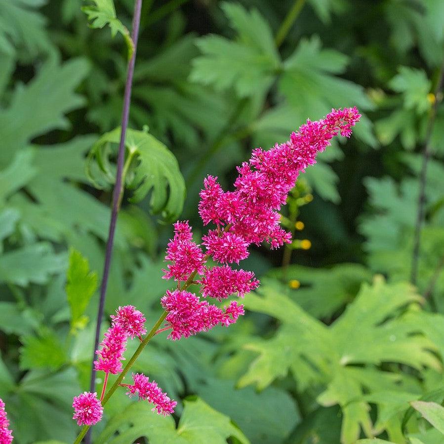 Astilbe japonica 'Red Sentinel' ~ Red Sentinel Astilbe-ServeScape