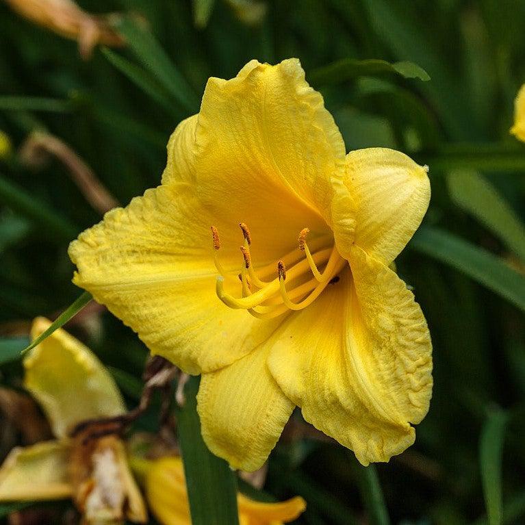 Hemerocallis 'Happy Returns' ~ Happy Returns Daylily-ServeScape