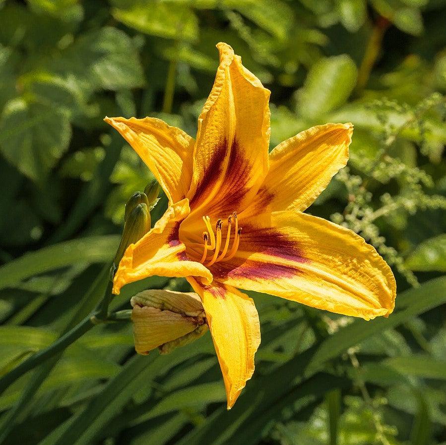 Hemerocallis 'Bonanza' ~ Bonanza Daylily-ServeScape