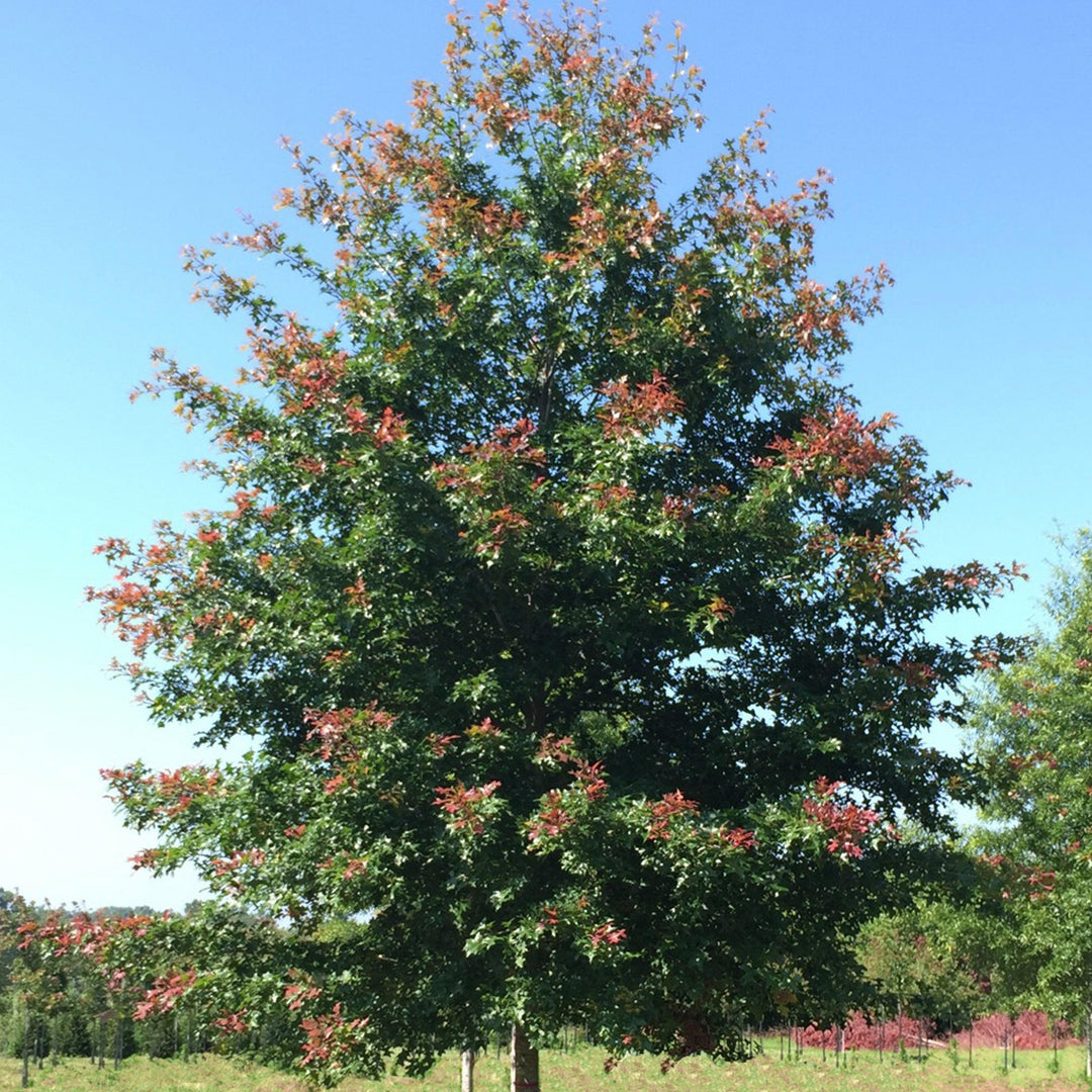 Quercus nuttallii ‘QNMTF’ ~ Tytlest® Nuttall Oak-ServeScape