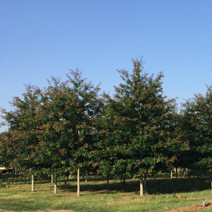 Quercus nuttallii ‘QNMTF’ ~ Tytlest® Nuttall Oak-ServeScape