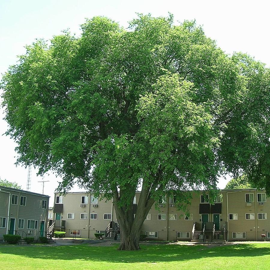 Ulmus americana ~ American Elm-ServeScape