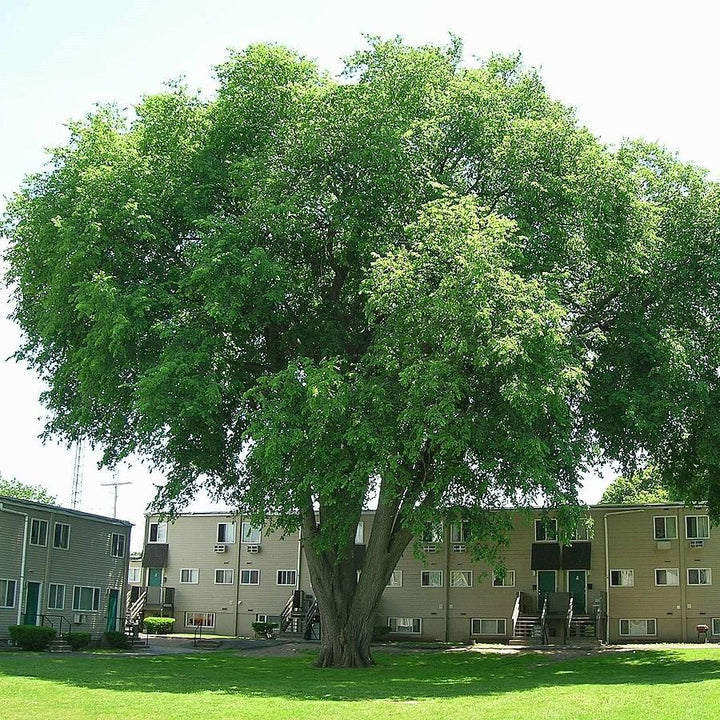 Ulmus americana ~ American Elm-ServeScape