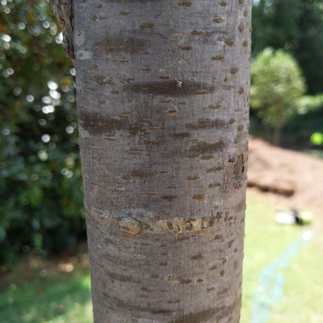 Ulmus americana 'Princeton' ~ Princeton American Elm - Delivered By ServeScape