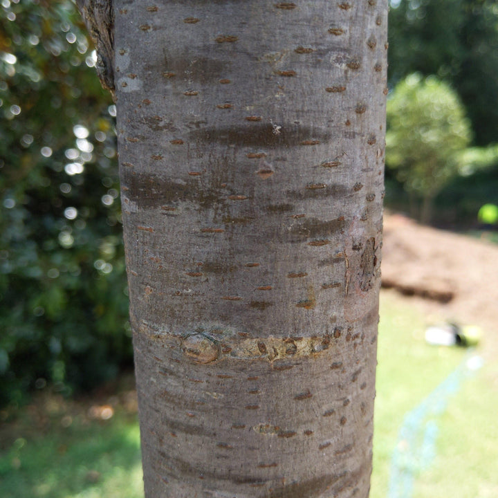 Ulmus americana 'Princeton' ~ Princeton American Elm - Delivered By ServeScape