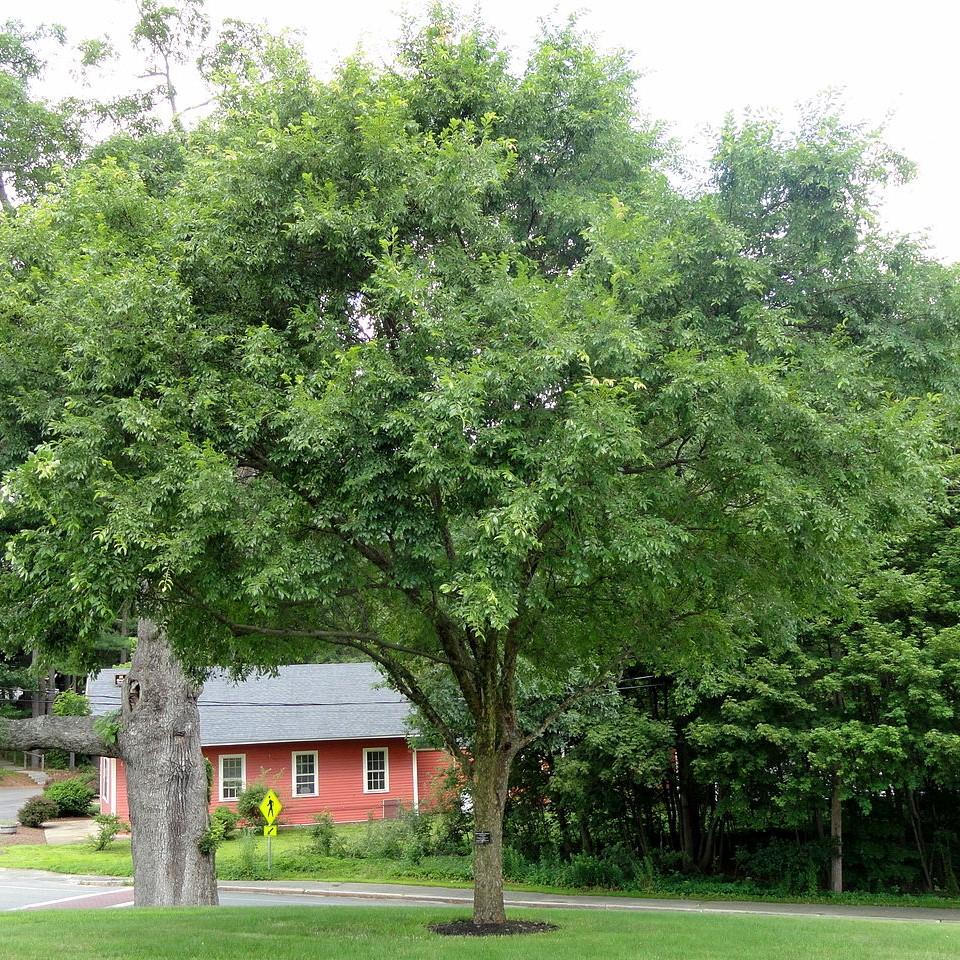 Ulmus parvifolia ‘Drake’ ~ Drake Chinese Elm-ServeScape