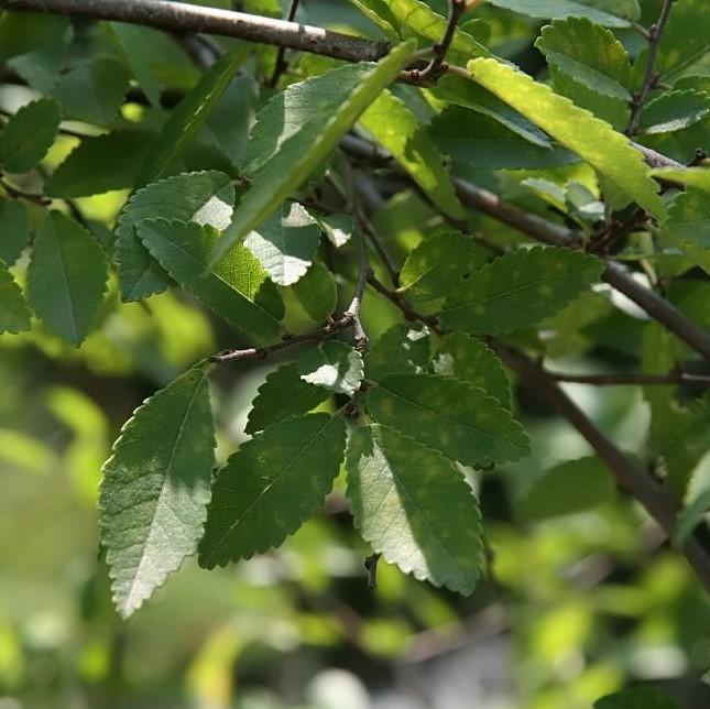 Ulmus parvifolia 'Emer II'~ Allee Lacebark Elm-ServeScape