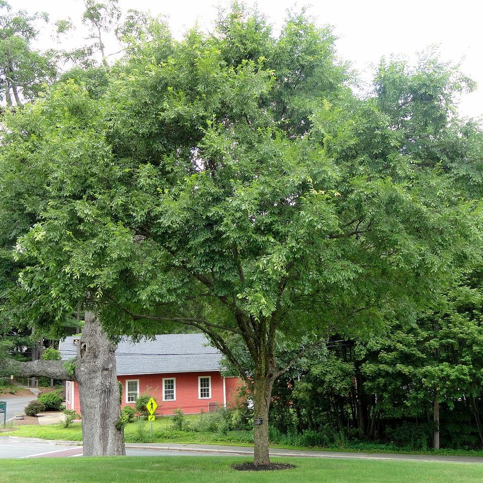 Ulmus parvifolia 'UPMTF'~ Bosque® Laceleaf Elm-ServeScape