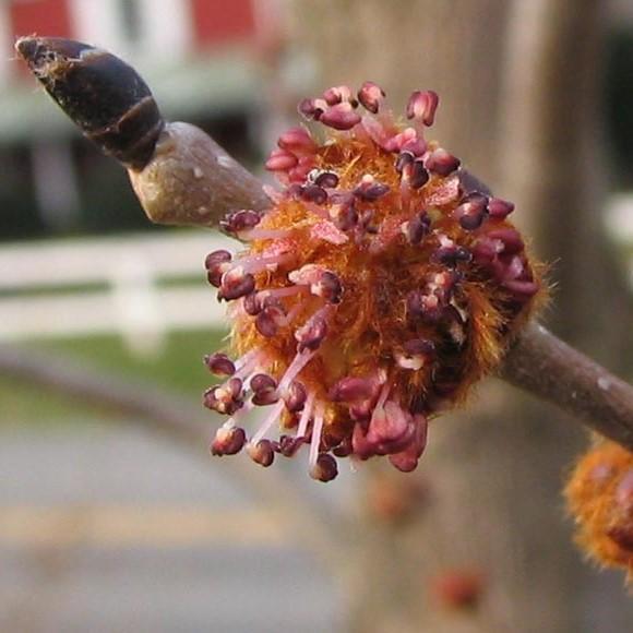 Ulmus rubra ~ Slippery Elm-ServeScape