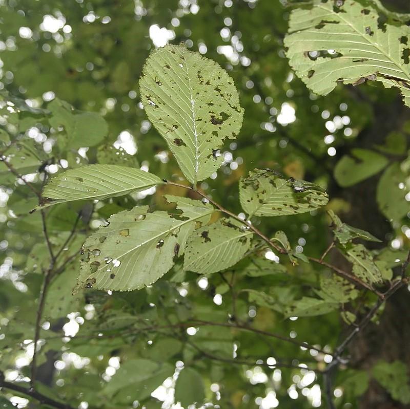 Ulmus rubra ~ Slippery Elm-ServeScape