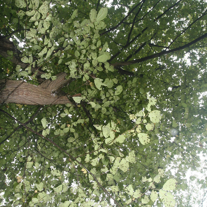 Ulmus rubra ~ Slippery Elm-ServeScape