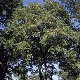 Ulmus rubra ~ Slippery Elm-ServeScape