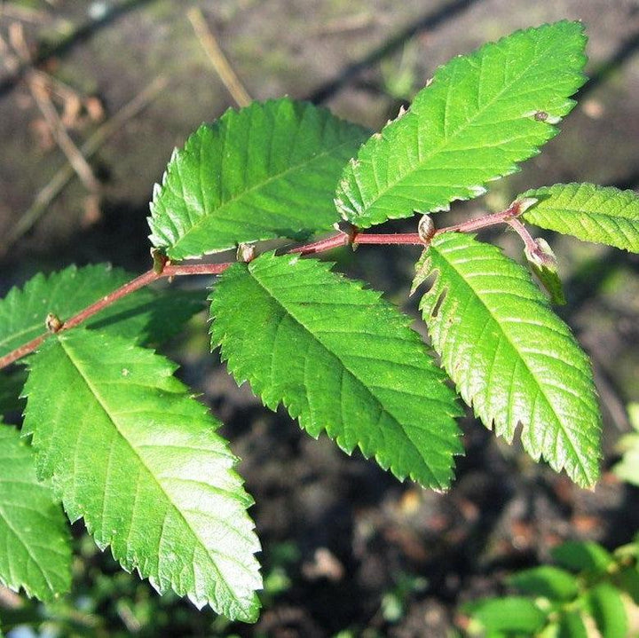 Ulmus alata ~ Winged Elm-ServeScape