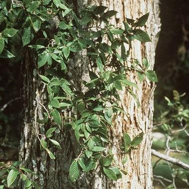 Ulmus crassifolia ~ Cedar Elm-ServeScape