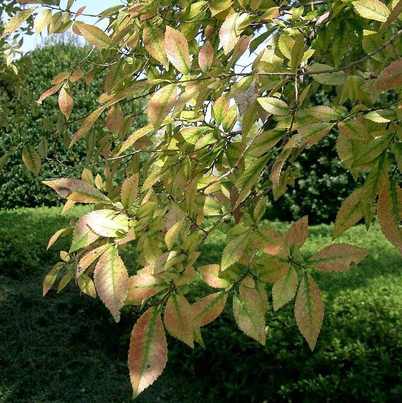 Ulmus parvifolia ~ Lacebark Elm-ServeScape