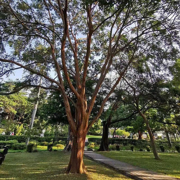 Ulmus parvifolia ~ Lacebark Elm-ServeScape