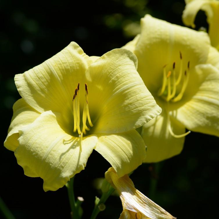 Hemerocallis x 'SPd 06-13' PP23112 ~ Montego Melon™ Daylily-ServeScape
