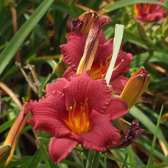 Hemerocallis 'Cranberry Baby' ~ Cranberry Baby Daylily-ServeScape