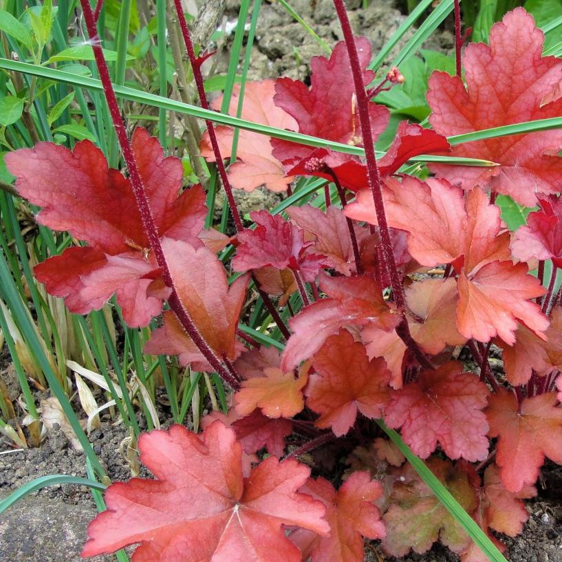 Heuchera x 'Fire Chief' ~ Fire Chief Coral Bells-ServeScape