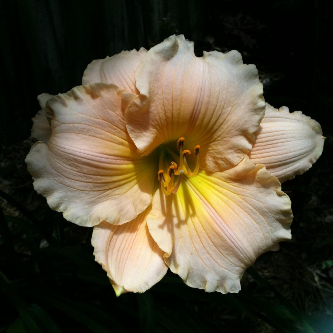 Hemerocallis 'Peach Surprise' ~ Peach Surprise Daylily-ServeScape