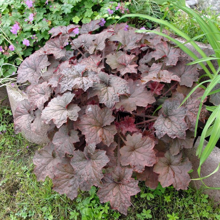 Heucherella 'Great Smokies' ~ Great Smokeies Coral Bells, Alumroot-ServeScape