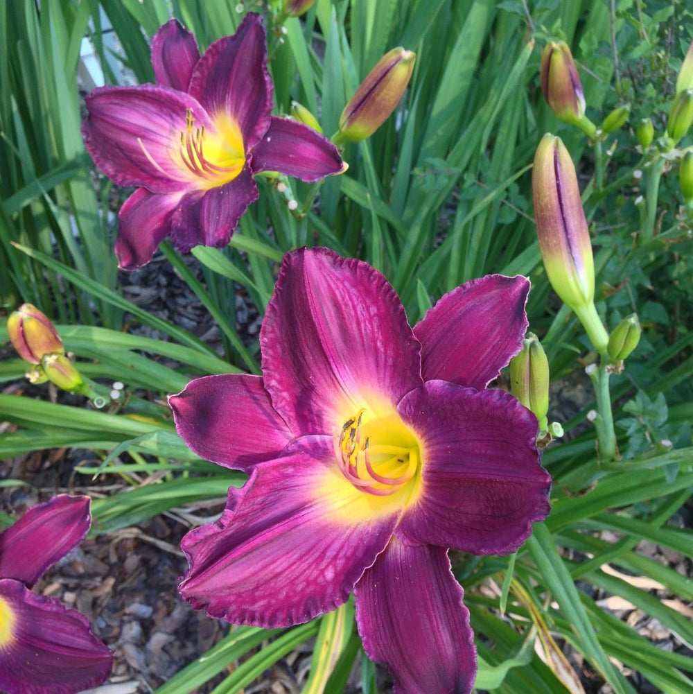 Hemerocallis 'Grape Ripples' ~ Grape Ripples Daylily-ServeScape