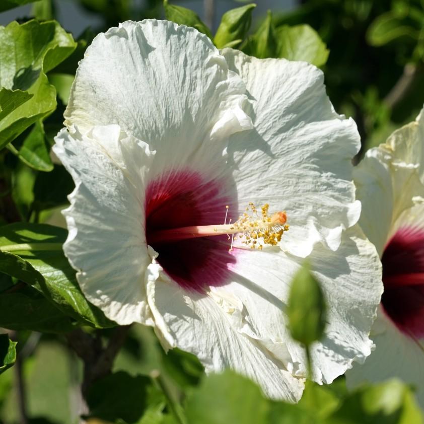 Hibiscus moscheutos 'Luna White' ~ Luna™ White Hibiscus-ServeScape