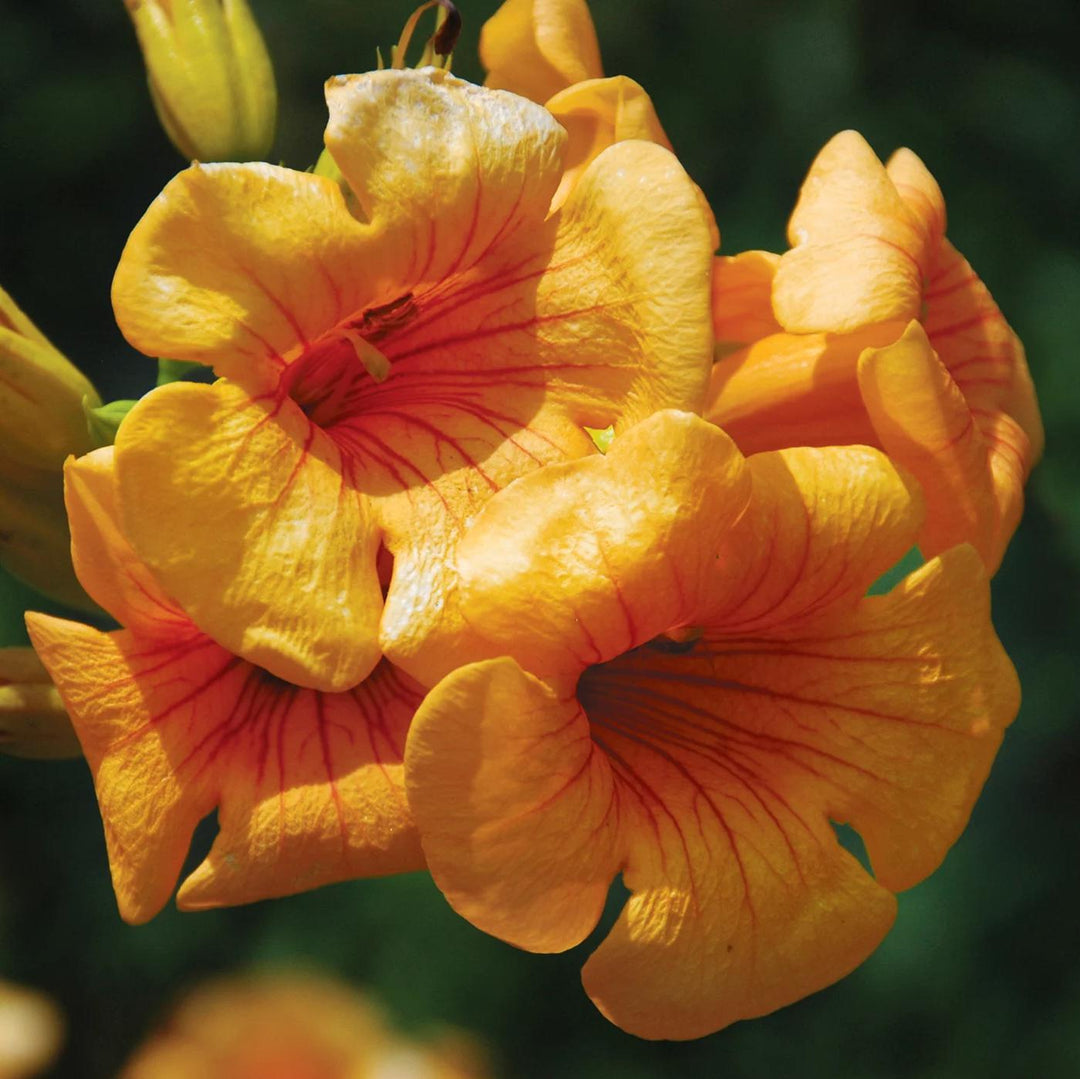 Campsis x tagliabuana 'Takarazuka Yellow' PP 23,918 ~ Summer Jazz™ Sunrise Gold Campsis-ServeScape