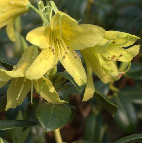 Rhododendron 'Goldstrike' ~ Goldstrike Azalea-ServeScape