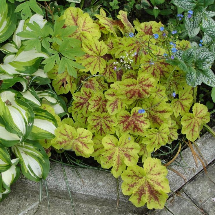 Heucherella 'Yellowstone Falls' ~ Falls™ Yellowstone Falls Foamy Bells-ServeScape