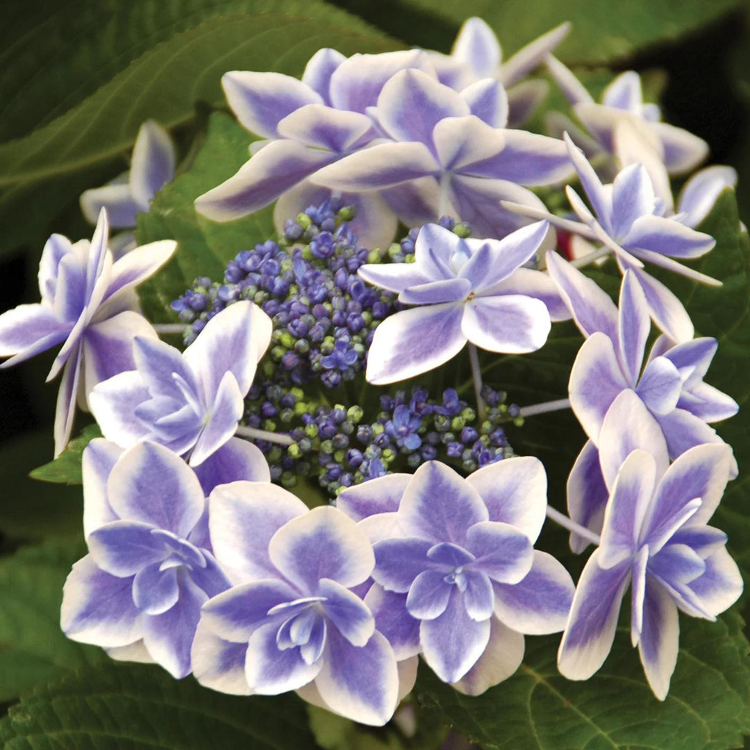 Hydrangea macrophylla 'Kompeito' PP 20,998 ~ Double Delights™ Star Gazer Hydrangea-ServeScape