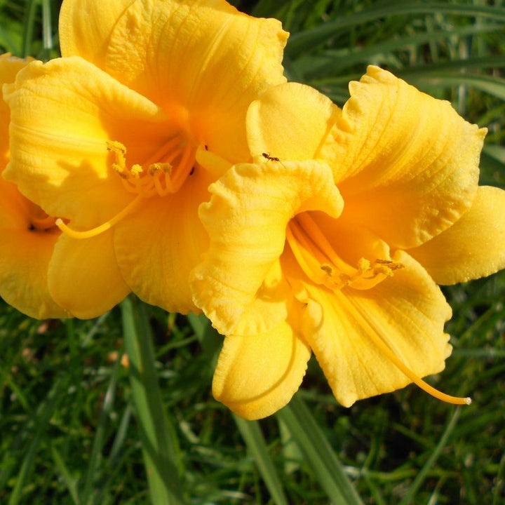 Hemerocallis x 'SPd 06-16' PP23113 ~ Key Largo Moon™ Daylily-ServeScape