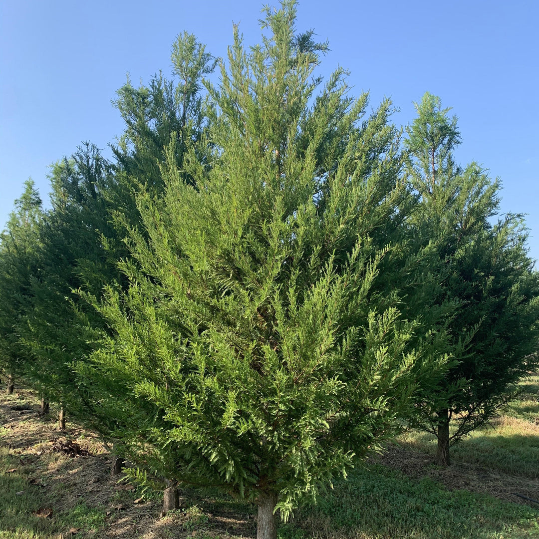 Taxodium distichum 'TDMTF' ~ Uptyn™ Bald Cypress-ServeScape