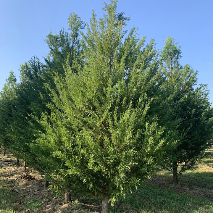 Taxodium distichum 'TDMTF' ~ Uptyn™ Bald Cypress-ServeScape