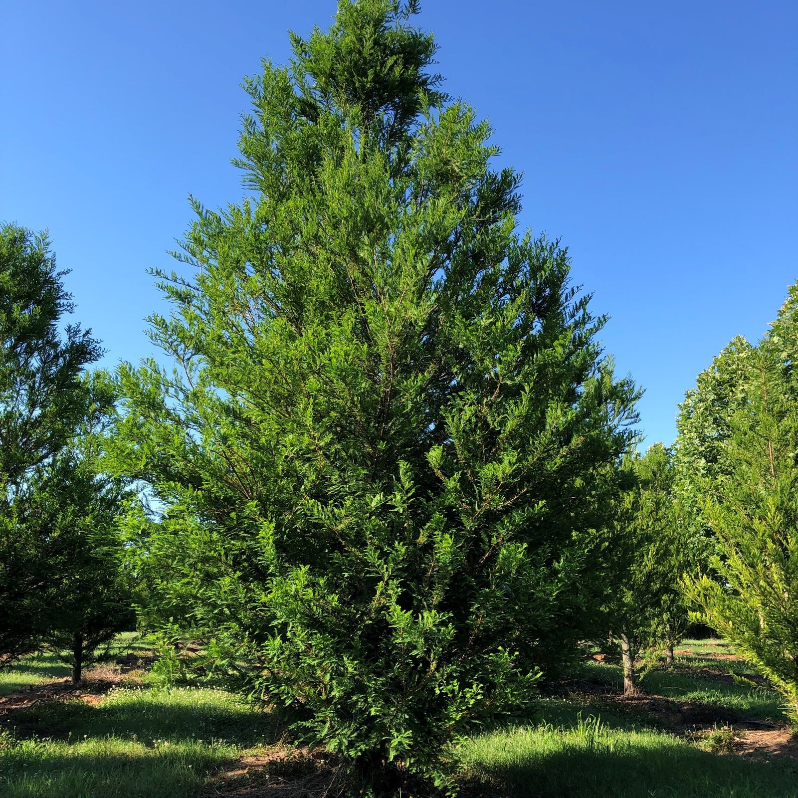 Taxodium distichum 'TDMTF' ~ Uptyn™ Bald Cypress-ServeScape