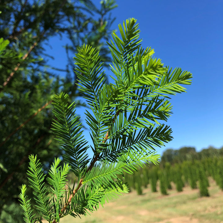 Taxodium distichum 'TDMTF' ~ Uptyn™ Bald Cypress-ServeScape