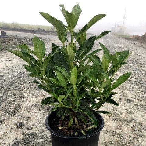 Viburnum awabuki 'Chindo' ~ 'Chindo' Sweet Viburnum-ServeScape